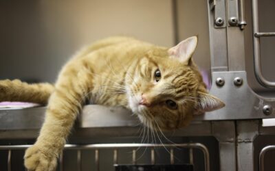 The Cost of Veterinary Care