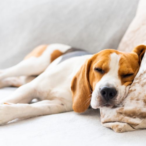 Dog Vaccines