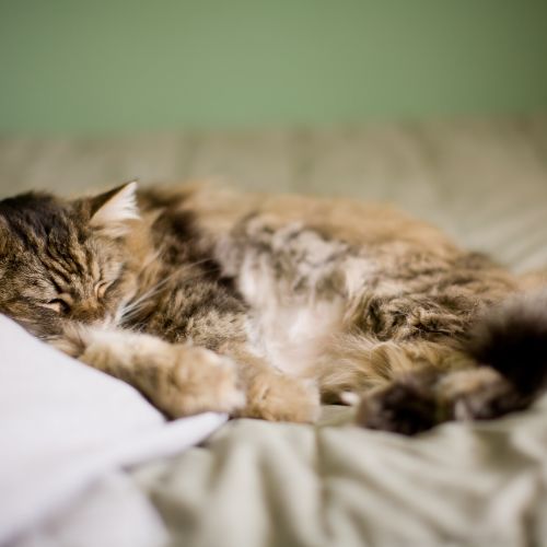 Cat Vaccines
