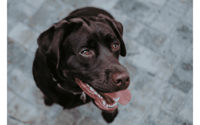 Dental Health Tips and Tricks To Keep Your Pet’s Mouth Clean