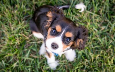 Pet Allergies and Asthma: Understanding, Preventing, and Treating Common Symptoms in Dogs and Cats